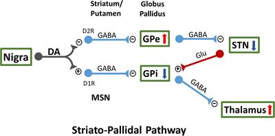 PT320, Sustained-Release Exendin-4, Mitigates L-DOPA-Induced Dyskinesia in a Rat 6-Hydroxydopamine Model of Parkinson’s Disease